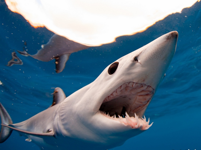 Blue & Mako Shark Dive - sharkdiving.co